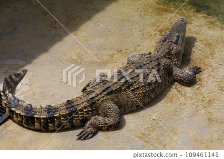 The crocodile is stay near the river The crocodile is stay near the river 109461141