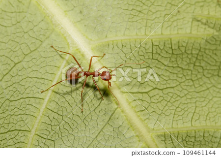 Close up red ant on green leaf in nature garden 109461144