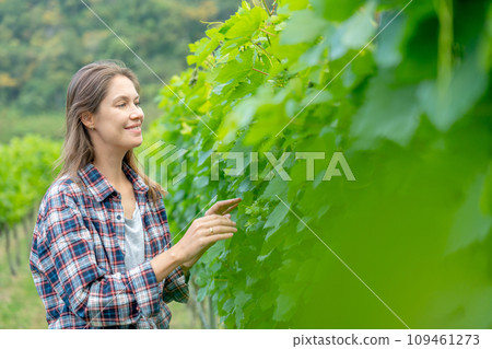 Pretty winery worker or farmer walk and check grape vine in the yard or field with day light and she look happy during working. 109461273