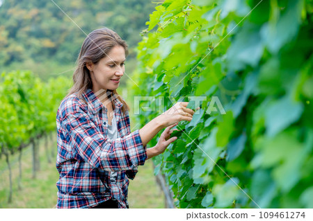 Close up winery worker or farmer woman walk and check grape vine in the yard or field with day light and she look happy during working. Close up winery worker or farmer woman walk and check grape vine in the yard or field with day light and she look happy during working. 109461274