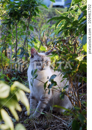Sakura cat (local cat) resting in the grass 109461702