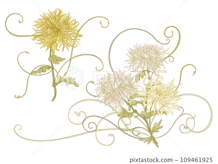 Chrysanthemum decorative flowers  109461925