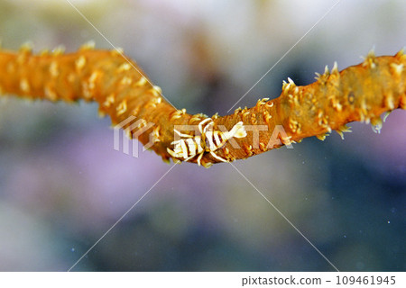 Whip larch shrimp hiding in the whip larch 109461945