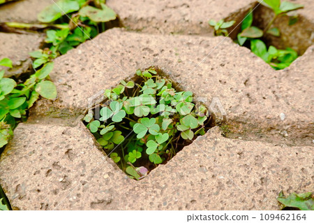 green clover growing through a hole in a concrete wall, closeup of photo 109462164