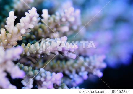 Branch tip of Acropora japonica Branch tip of Acropora japonica 109462234