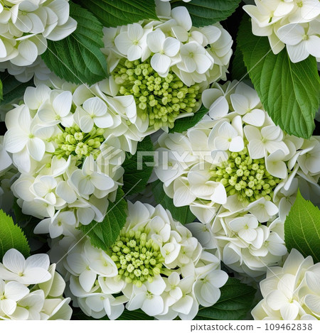 Hydrangea Flowers, Blooming White Hortensia, Hydrangea Paniculata Flower Closeup 109462838