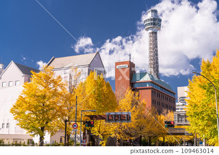 [Kanagawa Prefecture] Yokohama, Yamashita Koen Street, ginkgo trees with yellow leaves in autumn 109463014