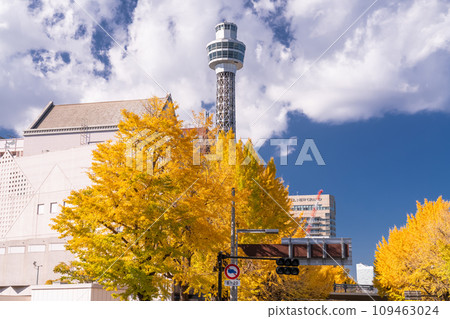 [Kanagawa Prefecture] Yokohama, Yamashita Koen Street, ginkgo trees with yellow leaves in autumn 109463024