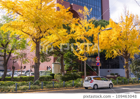 [Kanagawa Prefecture] Yokohama, Yamashita Koen Street, ginkgo trees with yellow leaves in autumn 109463048