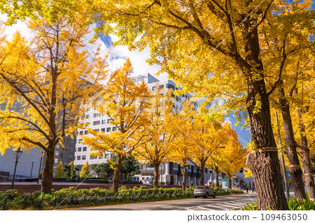 [Kanagawa Prefecture] Yokohama, Yamashita Koen Street, ginkgo trees with yellow leaves in autumn 109463050