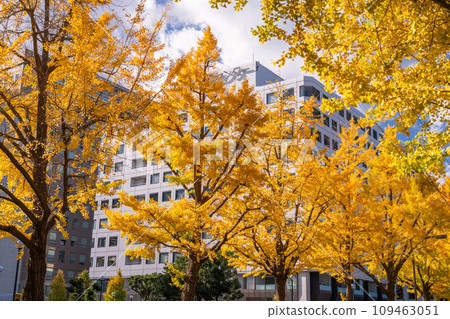 [Kanagawa Prefecture] Yokohama, Yamashita Koen Street, ginkgo trees with yellow leaves in autumn 109463051