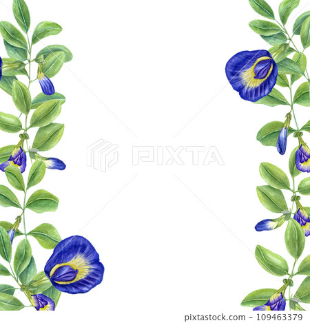 Vertical frame with Thai blue flowers. Butterfly pea flowers. Tropical plant, Ipomoea, clitoria ternatea, bluebellvine. Watercolor illustration. For package, greetings 109463379