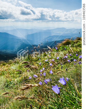 Violets on the top of the mountain Violets on the top of the mountain 109463566