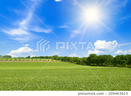 Green field of soybeans and sun on blue sky. 109463623