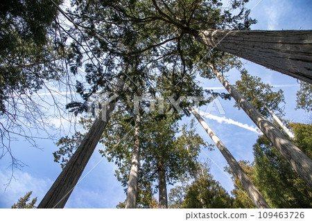 A straight tree and a contrail 109463726