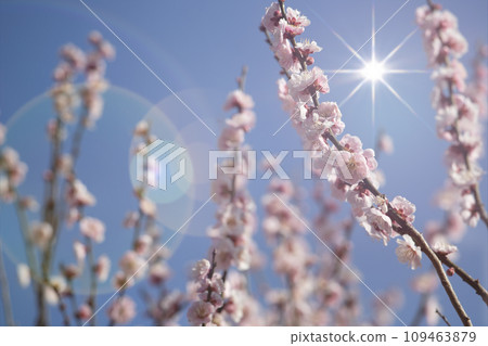 粉紅色的梅花 109463879