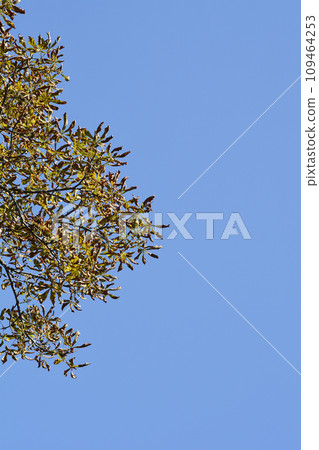 Common horse chestnut 109464253