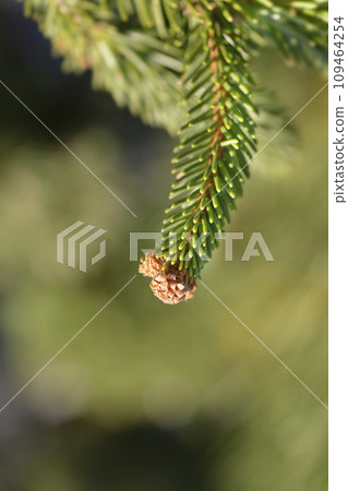 Norway spruce Inversa 109464254