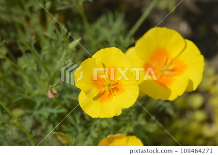 Golden poppy flower 109464271