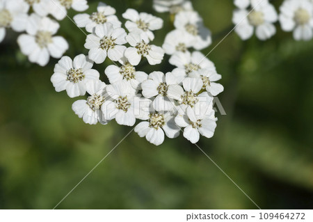 White Beauty Yarrow 109464272