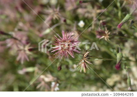 Spreading fleabane 109464295