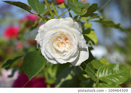 Floribunda rose Ledreborg 109464309