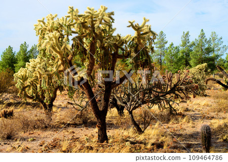 Cholla cactus, Sonora Desert, Mid Spring Cholla cactus, Sonora Desert, Mid Spring 109464786