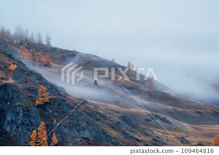 Diagonal stony steep slope in dense fog. Stone hillside with larches trees in morning in thick low clouds. Mountainside with firs and autumn flora in mist. Fading autumn colors. 109464816