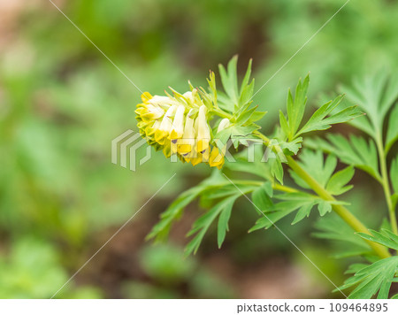 Corydalis nobilis, the Siberian corydalis, is a perennial plant native to Siberia, Xinjiang and Kazakhstan 109464895
