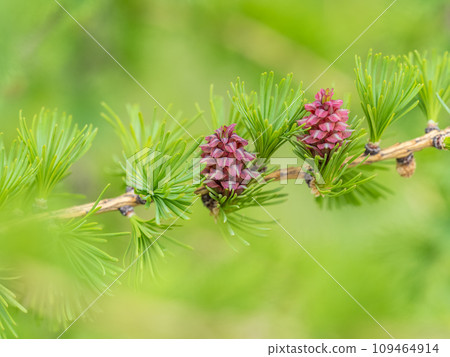 Larch tree fresh pink cones blossom at spring on nature background 109464914