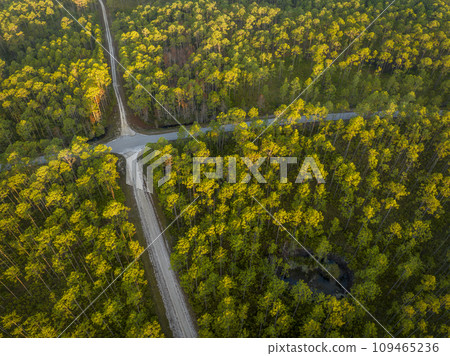 road crossing at sunrise - Apalachicola National Forest in Florida, aerial view road crossing at sunrise - Apalachicola National Forest in Florida, aerial view 109465236