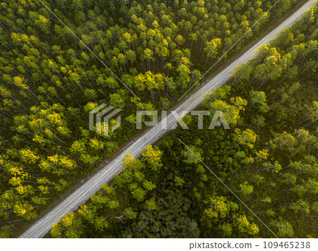 sandy road at sunrise - Apalachicola National Forest in Florida, aerial view 109465238