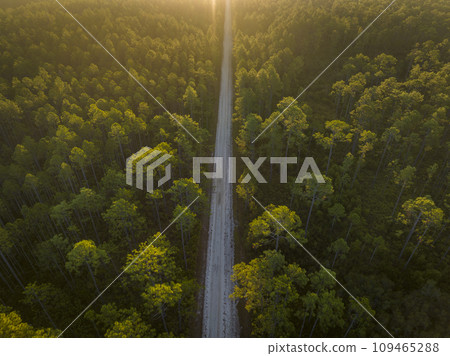 sandy forest road at sunrise - Apalachicola National Forest in Florida, aerial view sandy forest road at sunrise - Apalachicola National Forest in Florida, aerial view 109465288
