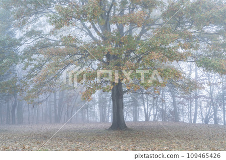 oak tree in fog on a shore of the Tennessee RIver - November morning in Colbert Ferry Park, Natchez Trace Parkway, Alabama 109465426