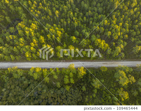 sandy road at sunrise - Apalachicola National Forest in Florida, aerial view 109465444