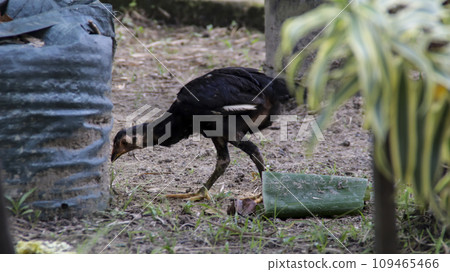 A free-range chicken eating from the ground. A free-range chicken eating from the ground. 109465466