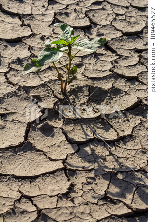 Wall texture soil dry crack pattern of drought lack of water of nature brown old broken background 109465527