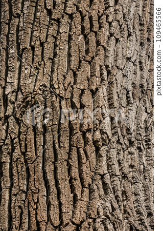 Old Wood Tree Texture Background Pattern 109465566