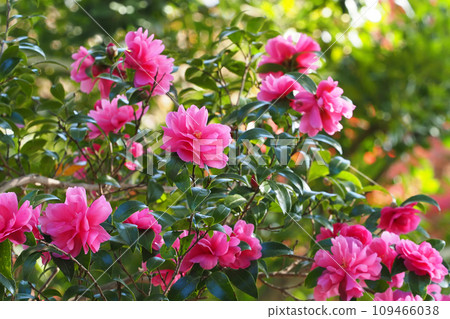 Sasanqua flowers Sasanqua flowers 109466038