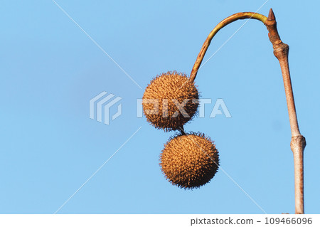 Maple tree berries 109466096