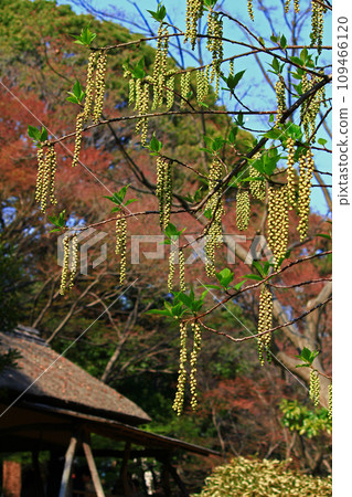 Early spring Hachijoukibushi flowers blooming in fields and mountains that have withered in winter. 109466120