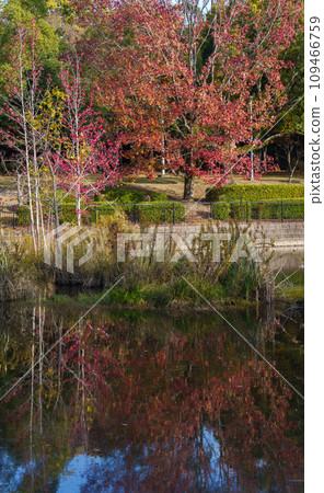 Autumn leaves reflected on the water Autumn leaves reflected on the water 109466759