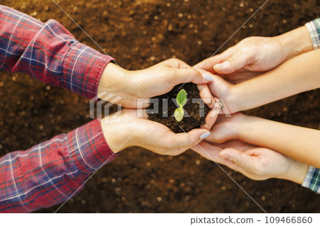 The family mother, father and child hold a young sprout in their hands. Top view The family mother, father and child hold a young sprout in their hands. Top view 109466860