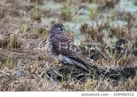 Common kestrel searching for prey in winter rice fields 109466918