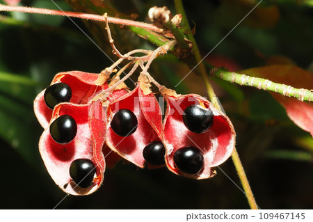 櫻桃番茄豆 櫻桃番茄豆 109467145
