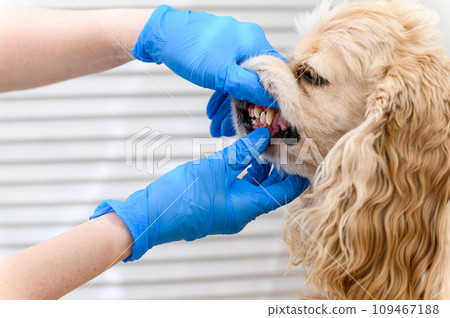 Vet examines a dog's teeth at clinic 109467188