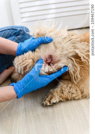 Veterinarian examines the ears of a sick dog Veterinarian examines the ears of a sick dog 109467190