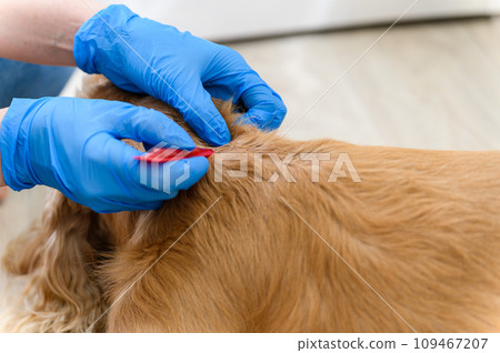 A woman applies flea and tick drops to the withers of a dog. A woman applies flea and tick drops to the withers of a dog. 109467207