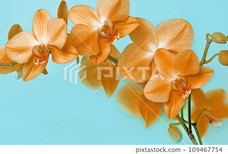 An orange orchid branch on a blue background. 109467754