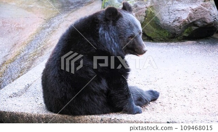 亞洲黑熊坐著 109468015
